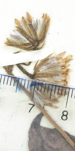 fig 113 b cabezuelas