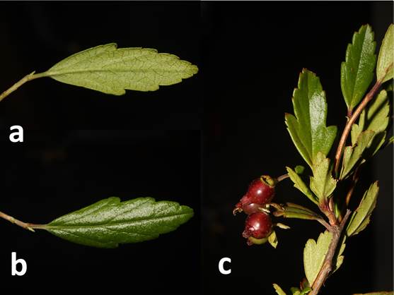 ribes integrifolius