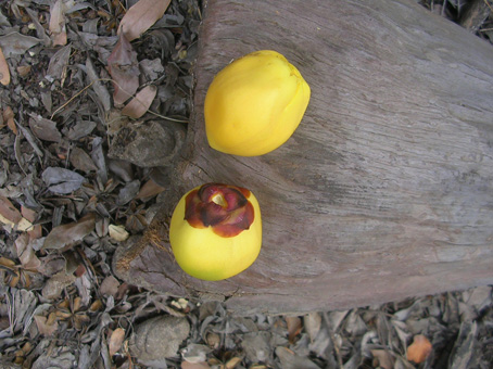 frutos