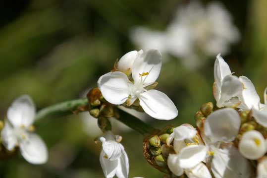 Libertia