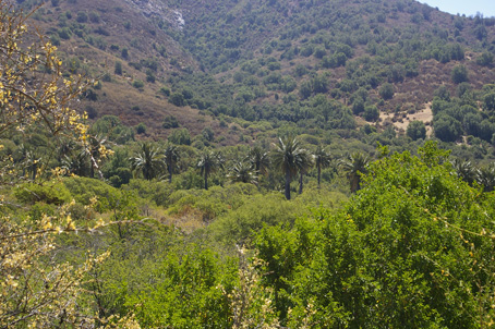 palmar