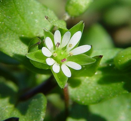 stellaria media