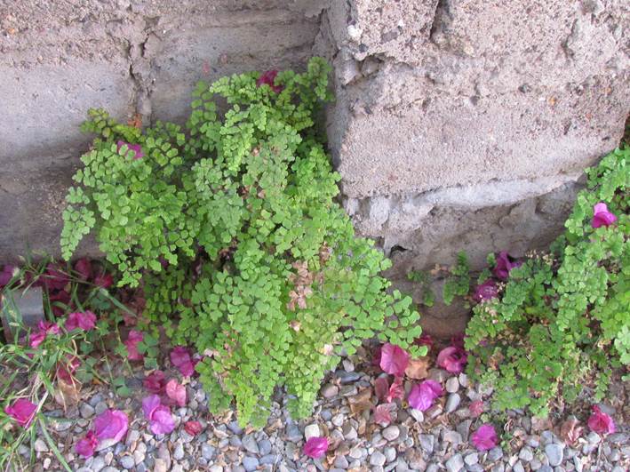 Descripci�n: D:\flores x genero\flora generos por alfabeto\fotos a-c\Adiantum\adiantum capillus-veneris\IMG_1013 adiantum capillus-veneris.JPG