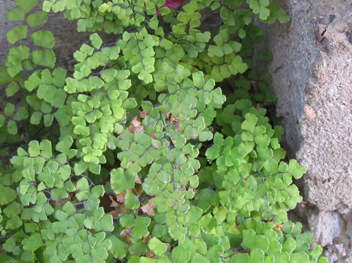 Descripci�n: D:\flores x genero\flora generos por alfabeto\fotos a-c\Adiantum\adiantum capillus-veneris\IMG_1015 adiantum capillus-veneris.JPG
