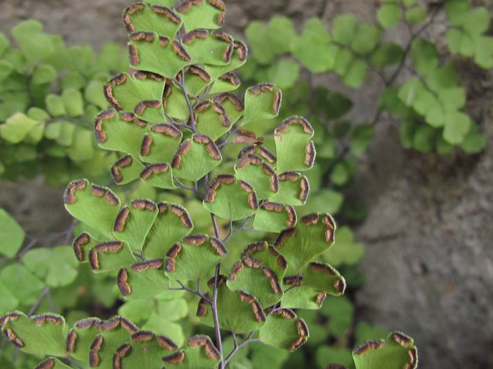 Descripci�n: D:\flores x genero\flora generos por alfabeto\fotos a-c\Adiantum\adiantum capillus-veneris\IMG_0918 adiantum capillus-veneris.JPG