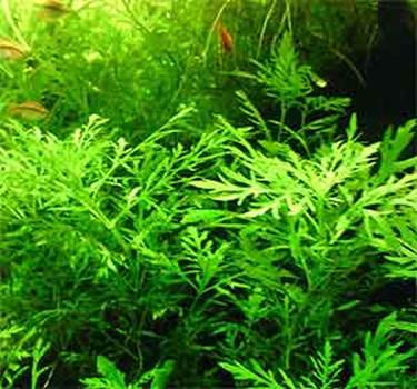 Descripci�n: water sprite Ceratopteris thalictroides