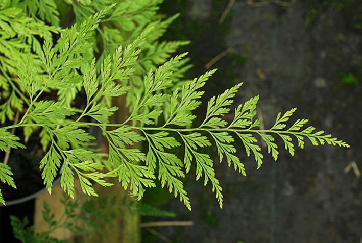 Descripci�n: http://www.asianflora.com/Pterydophytes/Onychium-japonicum-2.jpg