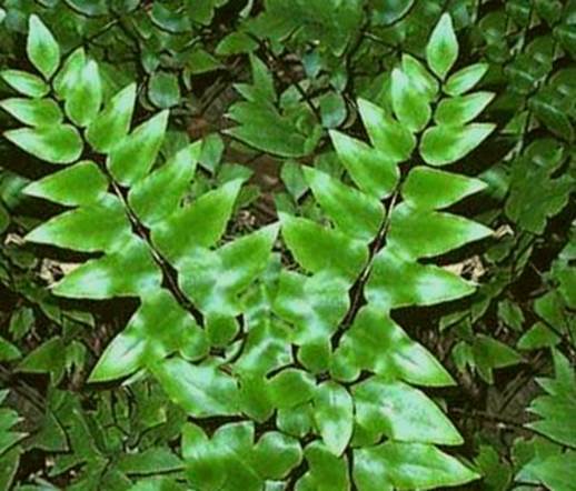 Descripci�n: Pellaea viridis