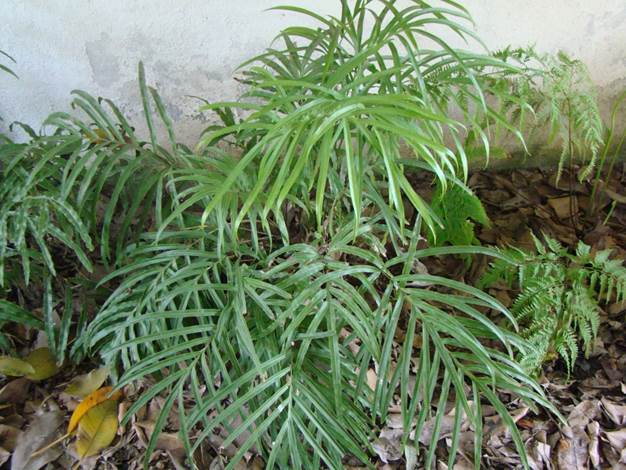 Descripci�n: D:\JM-disco duro\Vasculares x familia-todas\FOTOS\FOTOS  CARPETAS DISCO ORIGINAL (SIN ORDEN)\HELECHOS EXOTICOS DCJMB221\Pteris  multifida   J.   FOTO  JORGE  MACAYA B. Bot. V (2).jpg