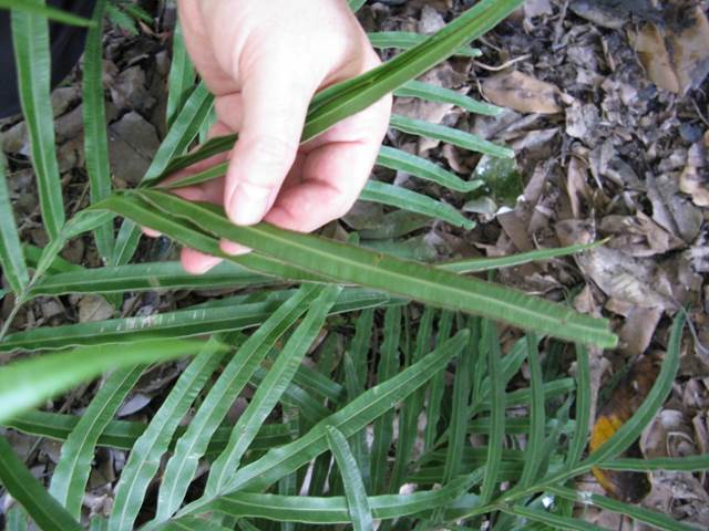 Descripci�n: D:\JM-disco duro\Vasculares x familia-todas\Pteridofita\HELECHOS EXOTICOS\Pteris multifida   J. Bot. V.  FJMB (4).jpg