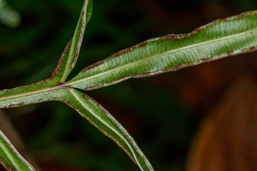 Descripci�n: Pteris multifida Helecho ara�a05