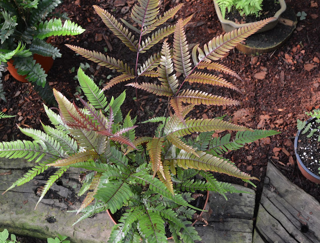 Descripci�n: https://4.bp.blogspot.com/-CIhEqwavG4I/XCJ84uwyBkI/AAAAAAAAAVo/oCzzNkXM2rsb6aNzPkuN8HBt45o8Tlp7ACLcBGAs/s640/Pteris%2Bquadriari%2B%25282%2529.JPG