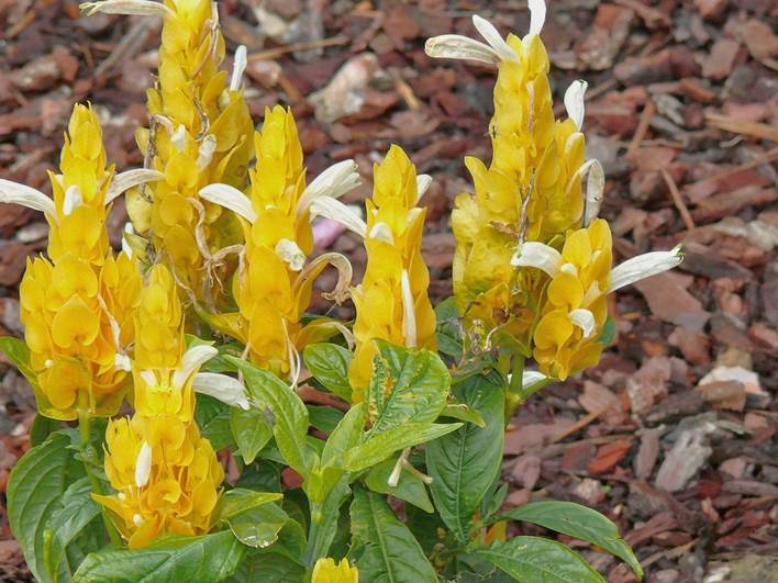 Descripci�n: F:\JM-disco duro\Vasculares x familia-todas\FOTOS\FOTOS  CARPETAS DISCO ORIGINAL (SIN ORDEN)\FOTOS Y ARTICULOS SIN ORDENAR\Pachystachys lutea  Foto Paco Gar�n 83.jpg