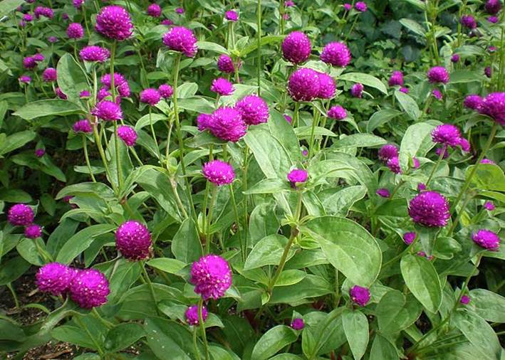 Descripci�n: http://www.consultaplantas.com/images/phocagallery/gomphrena_globosa/thumbs/phoca_thumb_l_gomphrena_globosa_03.jpg