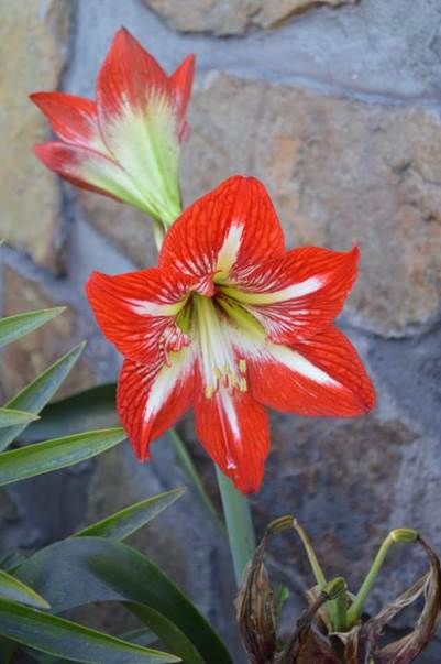 Descripci�n: G:\AMARYLLIDACE  EXOTICAS\Amarillys  Huasco  FJMB  Nov. 2016 (2).JPG