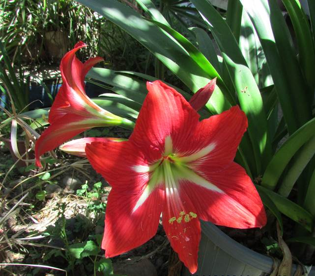 Descripci�n: G:\AMARYLLIDACE  EXOTICAS\Amaryllis  Foto Marta Morales  Codegua  Nov. 2014   (4).JPG