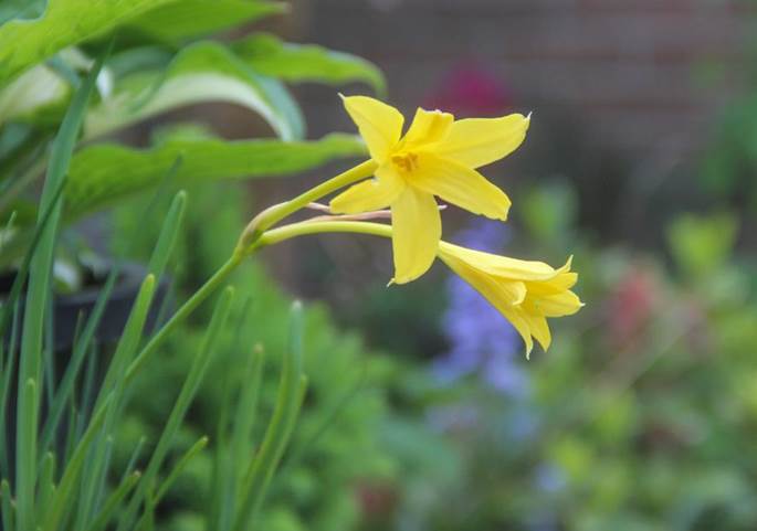 Descripci�n: Chlidanthus fragrans-1