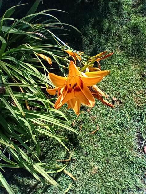 Descripci�n: Descripci�n: D:\flores x genero\Ornamentales varias\Ornamentales\Angio Monocots\Hemerocallis\Hemerocallis fulva cf (3).jpg