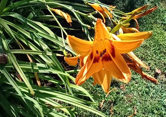 Descripci�n: Descripci�n: D:\flores x genero\Ornamentales varias\Ornamentales\Angio Monocots\Hemerocallis\Hemerocallis fulva cf (3).jpg