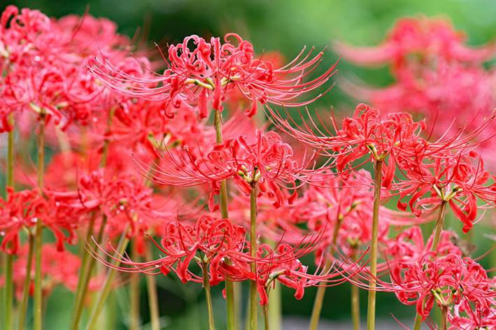 Descripci�n: Todas las claves para cultivar la 'Lycoris radiata' o 'flor del infierno' -  Foto 1