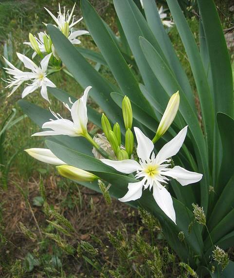 Descripci�n: PancratiumIllyricum.jpg