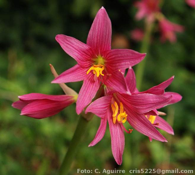 Descripci�n: http://www.darwin.edu.ar/ImagenesIris/Rhodophiala%20bifida%20Foto%20Aguirre%20(1).jpg