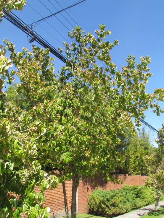 Descripci�n: D:\flores x genero\Ornamentales varias\Ornamentales\Angio-Dic-A-c\cornus\Cornus mas (5).JPG