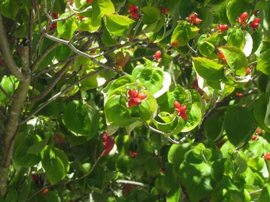 Descripci�n: D:\flores x genero\Ornamentales varias\Ornamentales\Angio-Dic-A-c\cornus\Cornus mas (7).JPG