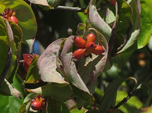 Descripci�n: D:\flores x genero\Ornamentales varias\Ornamentales\Angio-Dic-A-c\cornus\Cornus mas (1).JPG