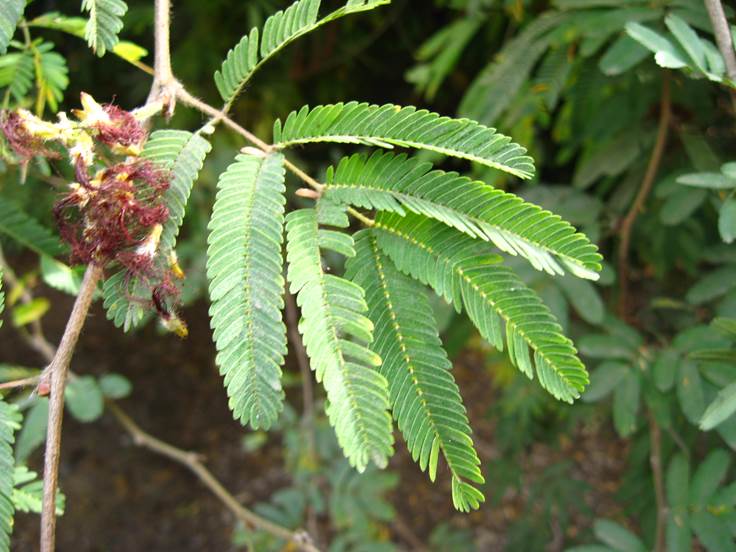 Descripci�n: D:\JM-disco duro\Vasculares x familia-todas\angiospermas-fotos-icon-textos\Fabaceae\FABACEAE EXOTICAS\Calliandra tweedii   FJA (5).jpg