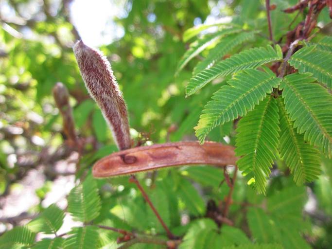 Descripci�n: D:\JM-disco duro\Vasculares x familia-todas\FOTOS\FOTOS  CARPETAS DISCO ORIGINAL (SIN ORDEN)\FLORA DE TODO  (Guardado Disc. Duro Externo)  DCJMB433\Calliandra tweedii  FW6171.jpg