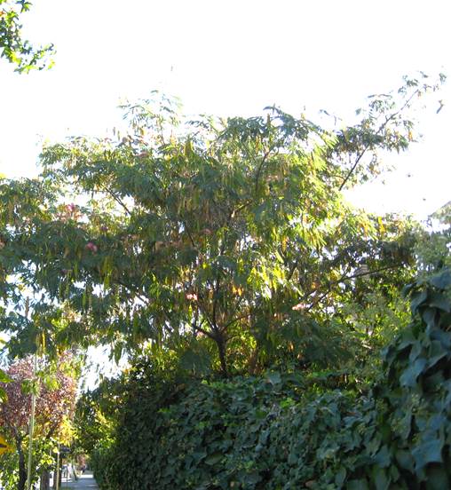 Descripci�n: D:\JM-disco duro\Vasculares x familia-todas\angiospermas-fotos-icon-textos\Fabaceae\FABACEAE EXOTICAS\Albizia julibrissin. Del Inca con Jorge VI   FJA (2).JPG