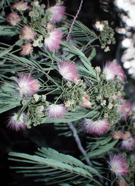 Descripci�n: D:\JM-disco duro\Vasculares x familia-todas\FOTOS\FOTOS  CARPETAS DISCO ORIGINAL (SIN ORDEN)\PLANTAS NATIVAS Y EXOTICAS DE JORGE MACAYA\Albizzia  julibrissin  JMB.JPG