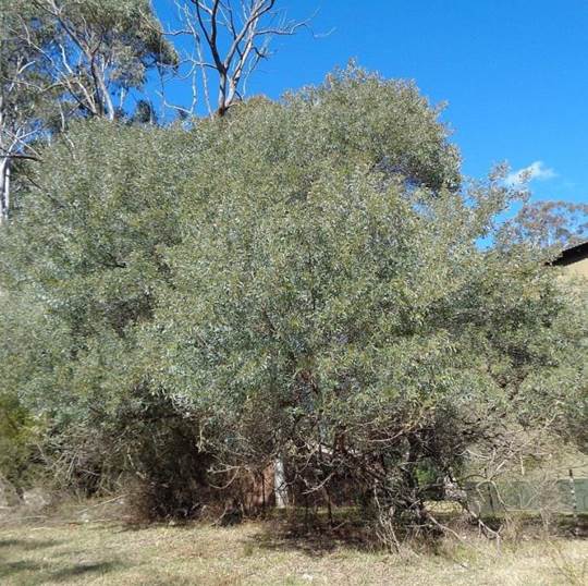 Descripci�n: Acacia binervia at Moruya, NSW - 26 Aug 2016