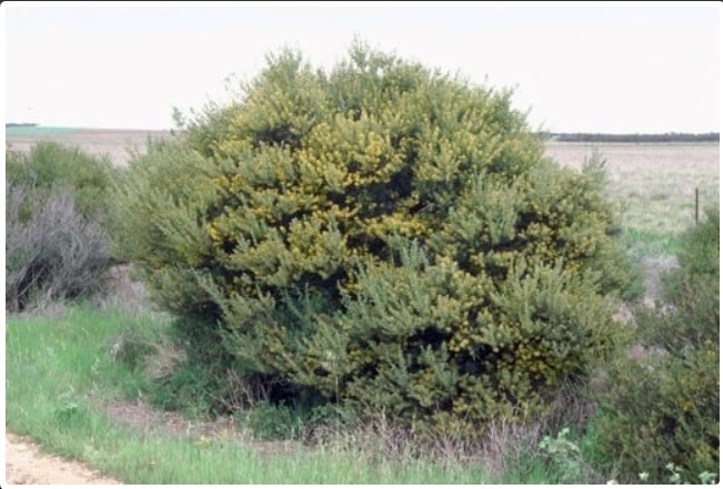Descripci�n: Descripci�n: C:\Users\amdx6\Desktop\acacia brachybothrya.jpg