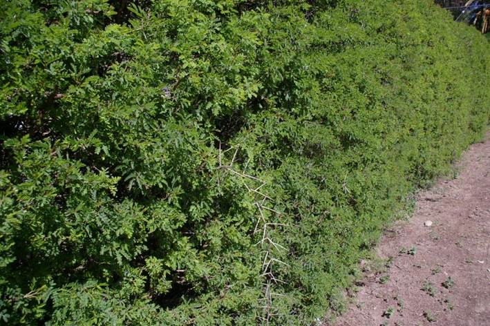 Descripci�n: D:\flores x localidad\floraxlocalidad\Metropolitana\RM-malezas 2010\malezas 08 10-2010\acacia karoo 173.JPG