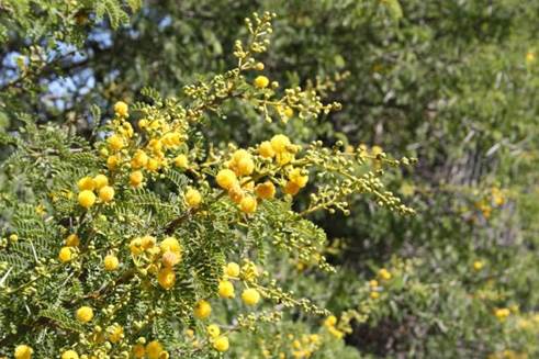 Descripci�n: D:\JM-disco duro\Vasculares x familia-todas\angiospermas-fotos-icon-textos\Fabaceae\FABACEAE EXOTICAS\Acacia karroo  FJMB (1).JPG