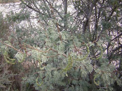 Descripci�n: D:\flores x localidad\floraxlocalidad\Atacama\Copiapo-Casale cerro-2008\casale x mpcardenas\acacia karoo _28_31_mayo 121.jpg