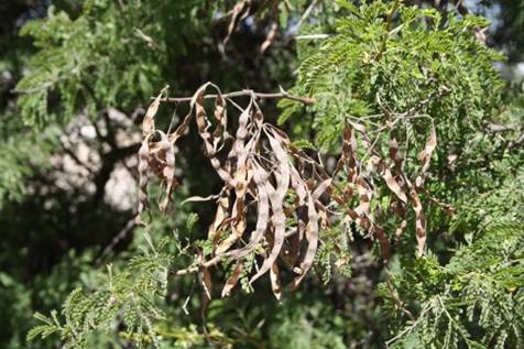 Descripci�n: D:\JM-disco duro\Vasculares x familia-todas\angiospermas-fotos-icon-textos\Fabaceae\FABACEAE EXOTICAS\Acacia karroo  FJMB (2).JPG