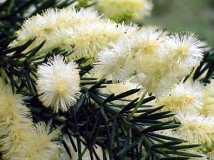 Descripci�n: Descripci�n: D:\JM-disco duro\Vasculares x familia-todas\FOTOS\FOTOS  CARPETAS DISCO ORIGINAL (SIN ORDEN)\Copia de FLora Nativa y Ex�tica  FJMB3212  (2011-08-07)\Acacia  verticillata  Foto P. Novoa.jpg