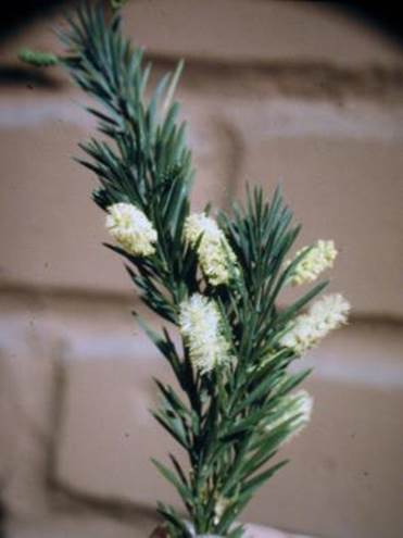 Descripci�n: Descripci�n: D:\JM-disco duro\Vasculares x familia-todas\FOTOS\FOTOS  CARPETAS DISCO ORIGINAL (SIN ORDEN)\Documentos respaldados  DCJMB6554\VARIOS\FLORA\Acacia  verticillata    JMB.JPG