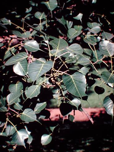 Descripci�n: D:\JM-disco duro\Vasculares x familia-todas\FOTOS\FOTOS  CARPETAS DISCO ORIGINAL (SIN ORDEN)\Documentos respaldados  DCJMB6554\VARIOS\FLORA\Ficus  religiosa   JMB.JPG