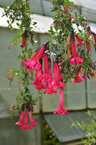 Descripci�n: Descripci�n: D:\JM-disco duro\Vasculares x familia-todas\angiospermas-fotos-icon-textos\POLEMONIACEA CHILE  Y  EXOTICAS\Cantua buxifolia   Juss.  ex  Lam.  J.  Bot. Nacional  FJMB  11 Nov. 2015  (3).JPG