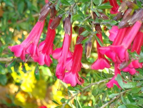 Descripci�n: Descripci�n: D:\JM-disco duro\Vasculares x familia-todas\angiospermas-fotos-icon-textos\POLEMONIACEA CHILE  Y  EXOTICAS\Cantua buxifolia    Jard�n Bot�nico de Vi�a del Mar  FJMB (1).jpg