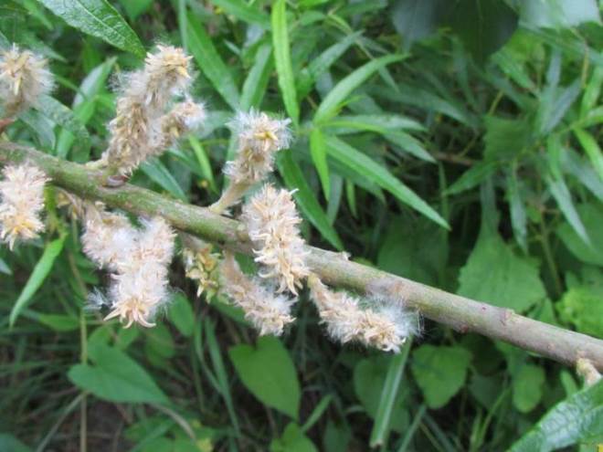 Descripci�n: D:\flores x localidad\floraxlocalidad\Bio Bio\nacimiento-santa juana 2012\Nacimiento-2012\IMG_4406 salix viminalis.JPG