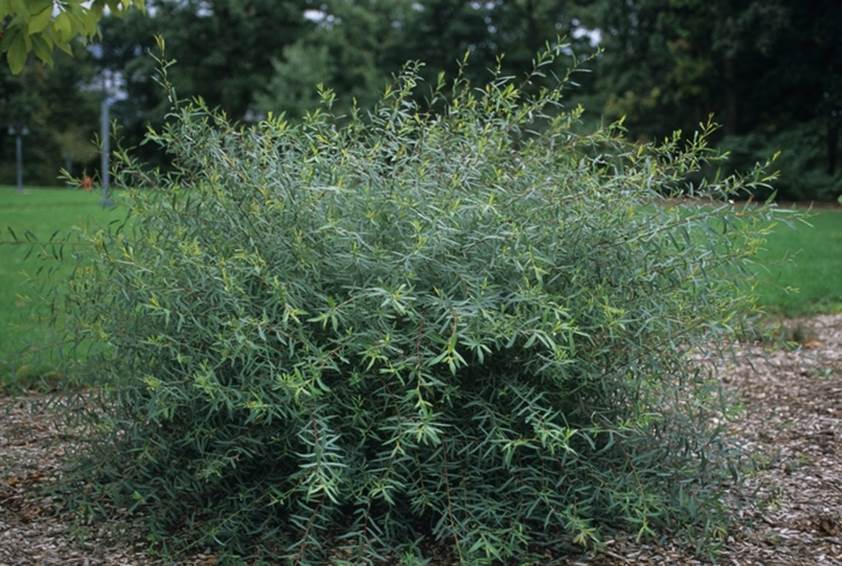 Descripci�n: Descripci�n: Dwarf Blue Arctic Willow - Salix purpurea 'Gracillis' from Faller Landscape