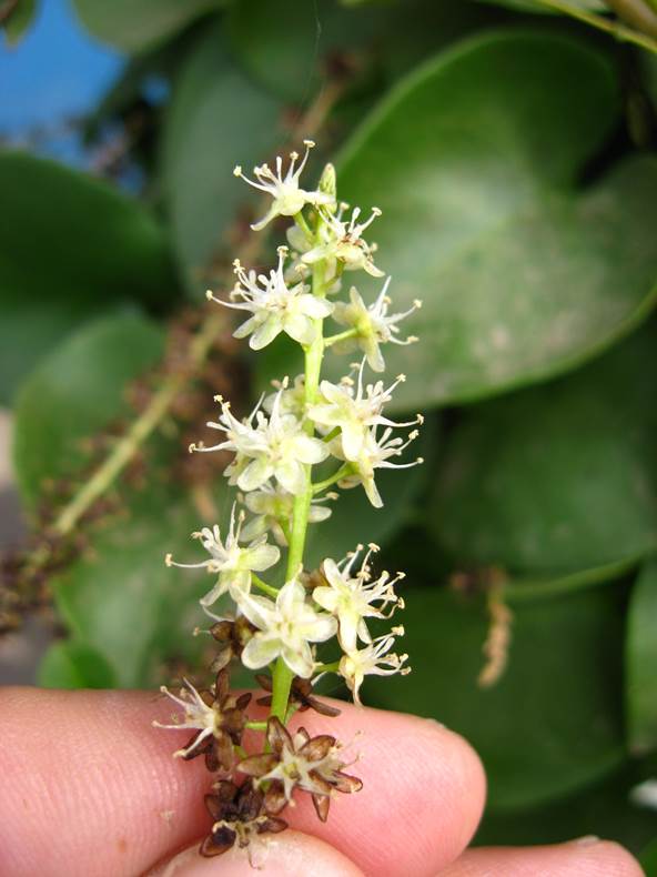 Descripci�n: D:\JM-disco duro\Vasculares x familia-todas\angiospermas-fotos-icon-textos\BASSELLACEAE\Anredera cordifolia  FJA (1).jpg