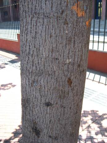 Descripción: F:\JM-disco duro\Vasculares x familia-todas\angiospermas-fotos-icon-textos\STERCULIACEAE\Brachychiton acerifolium (Sterculia diversifolia). Escuela de derecho U de Chile FJA (2).JPG