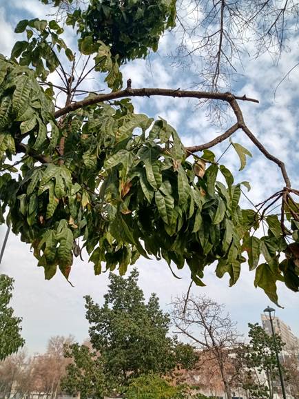 Descripción: D:\flores x genero\Ornamentales varias\Ornamentales\Angio Dicots\Sterculia acerifolia (1).jpg