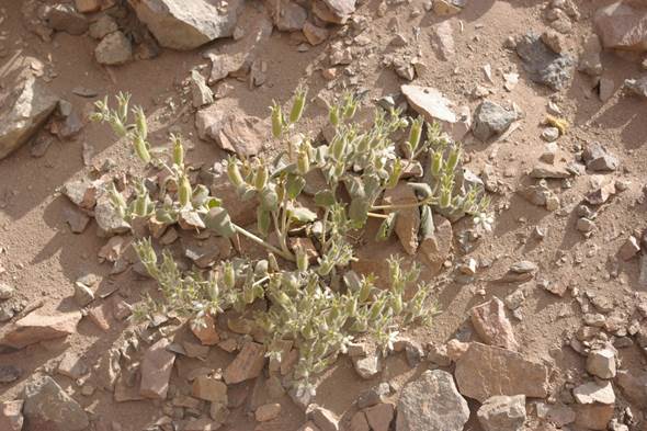 Descripción: C:\Users\amdx6\Desktop\chloris 1-2016\Loasa-Alain\Loasa-plantillas\LoLongiseta_archivos\image001.jpg